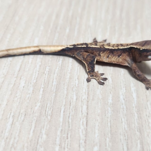 노멀 풀핀 익스트림할리퀸 트라이 화이트스팟 화이트핀