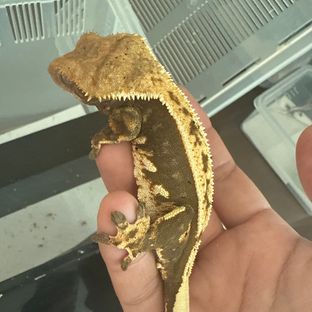 테라
