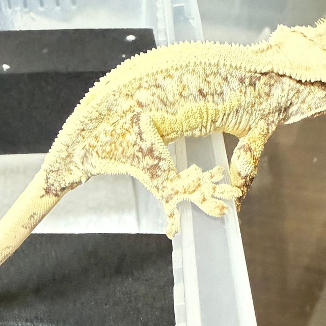 100%헷초초