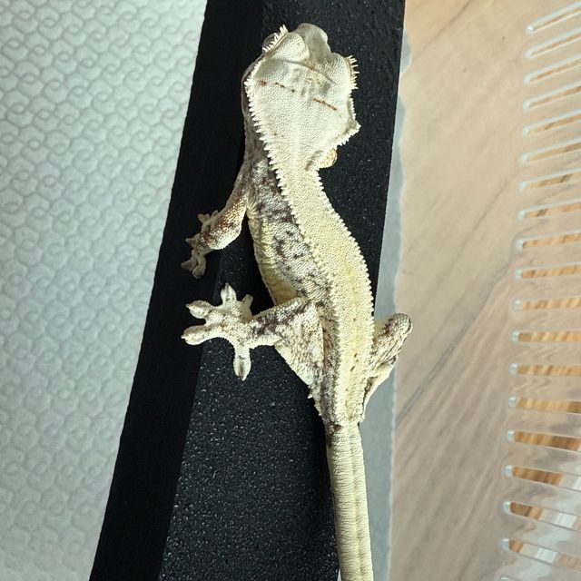 100%헷초초