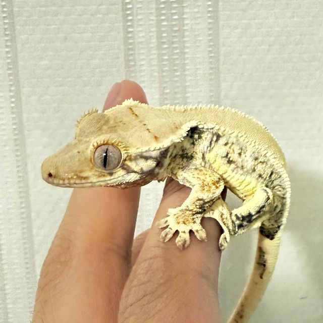 100%헷초초
