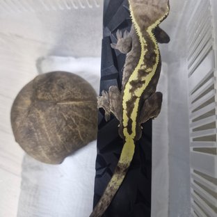 세이블