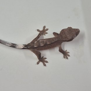 세이블