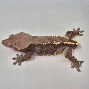 세이블
