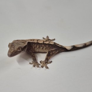 세이블