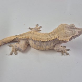 Normal Tri White Spot