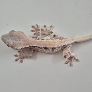 릴리 세이블 솔리드백