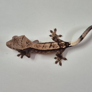 세이블