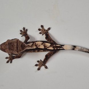 세이블