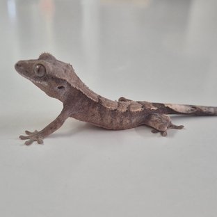 세이블