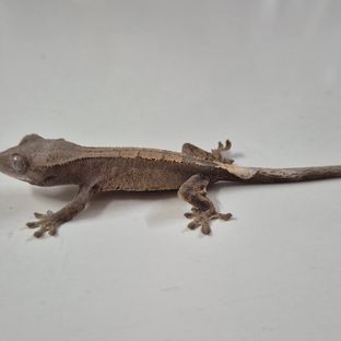 세이블