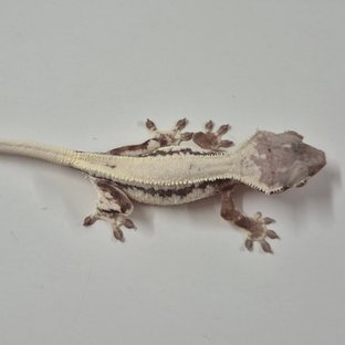 세이블 릴리 세이블