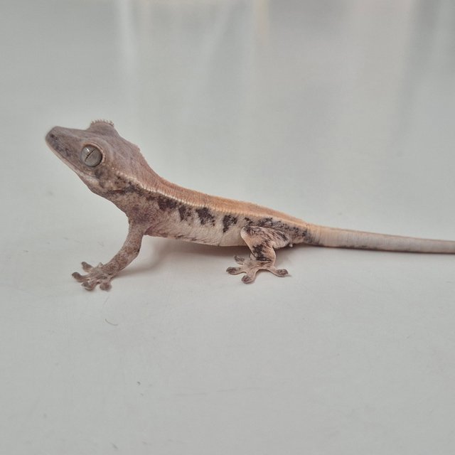 릴리 세이블 솔리드백