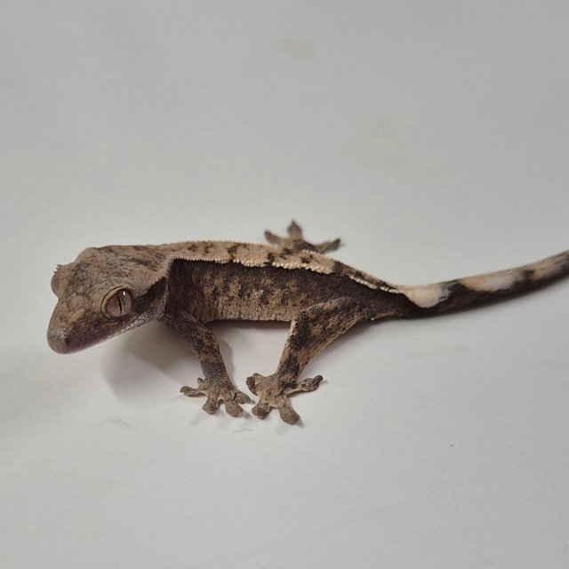 세이블