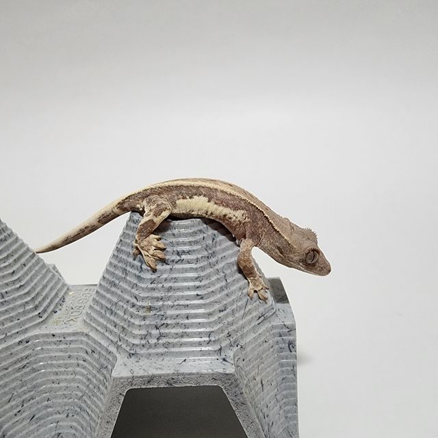 프라푸치노