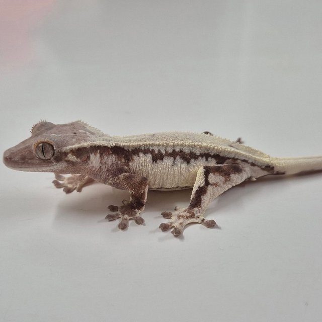 세이블 릴리 세이블