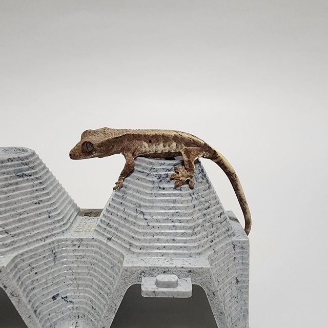 프라푸치노