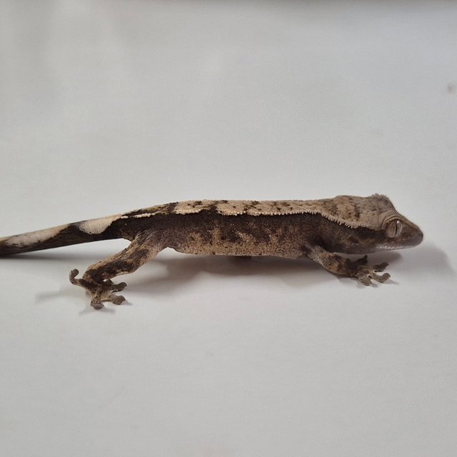 세이블