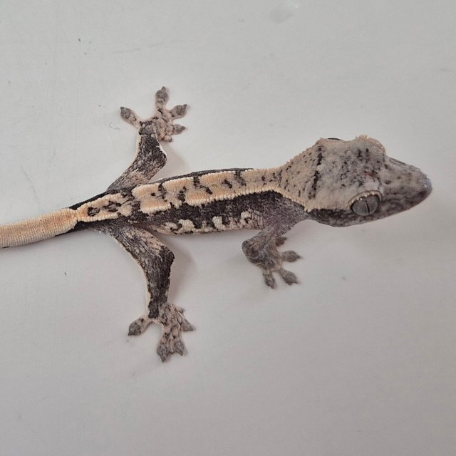 릴리 세이블 세이블