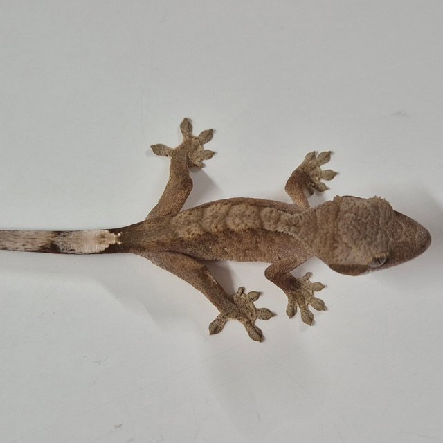 세이블