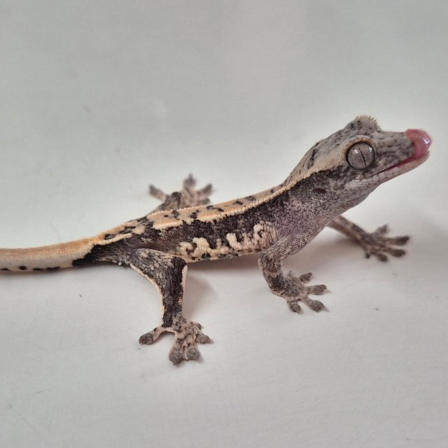 릴리 세이블 세이블