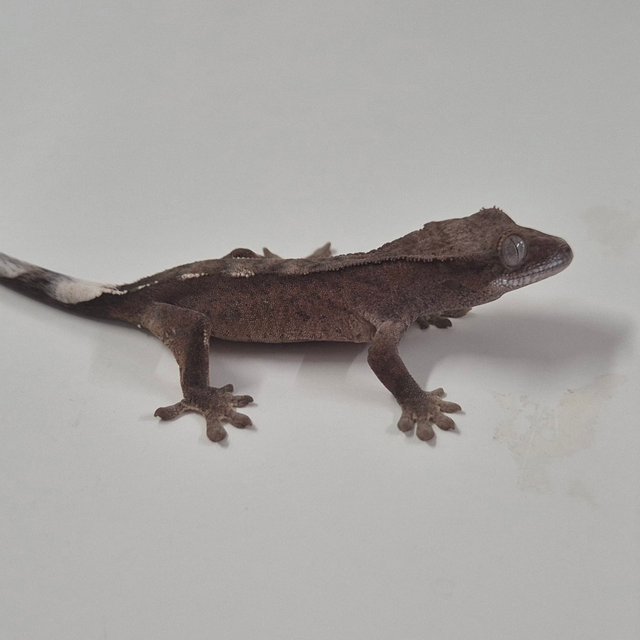 세이블