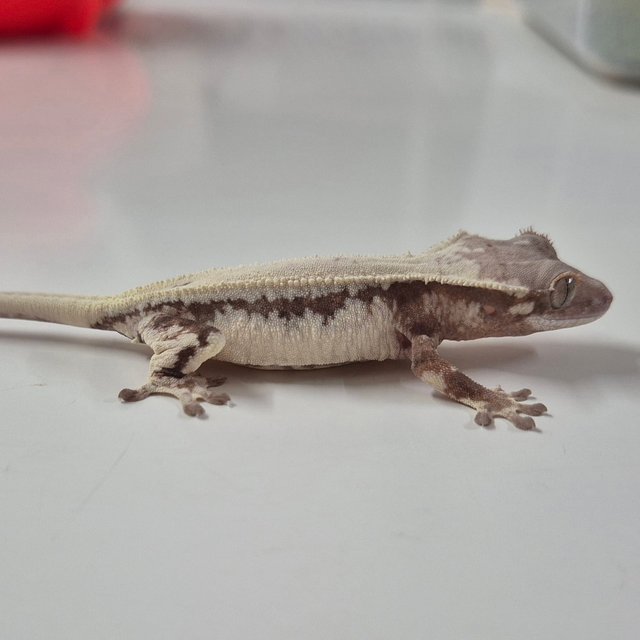 세이블 릴리 세이블