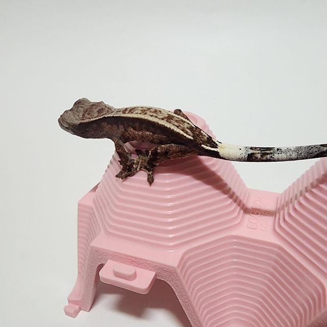 카푸치노