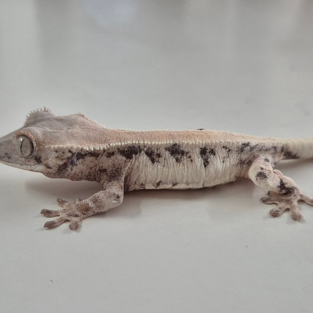 릴리 세이블 솔리드백