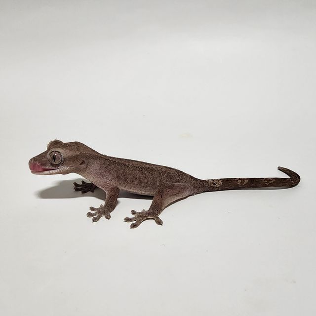 루왁