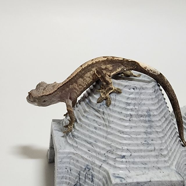 카푸치노
