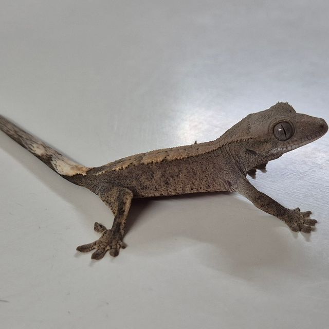 세이블