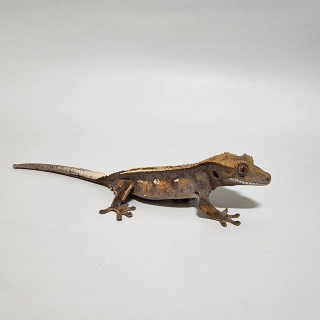 세이블