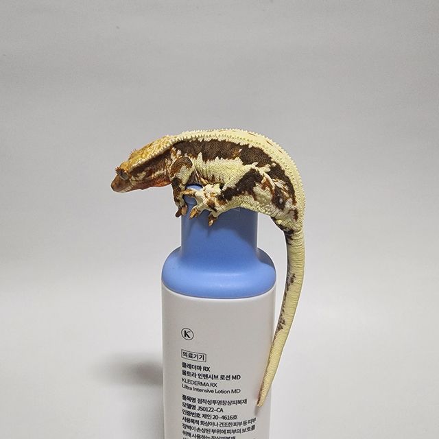 릴리화이트