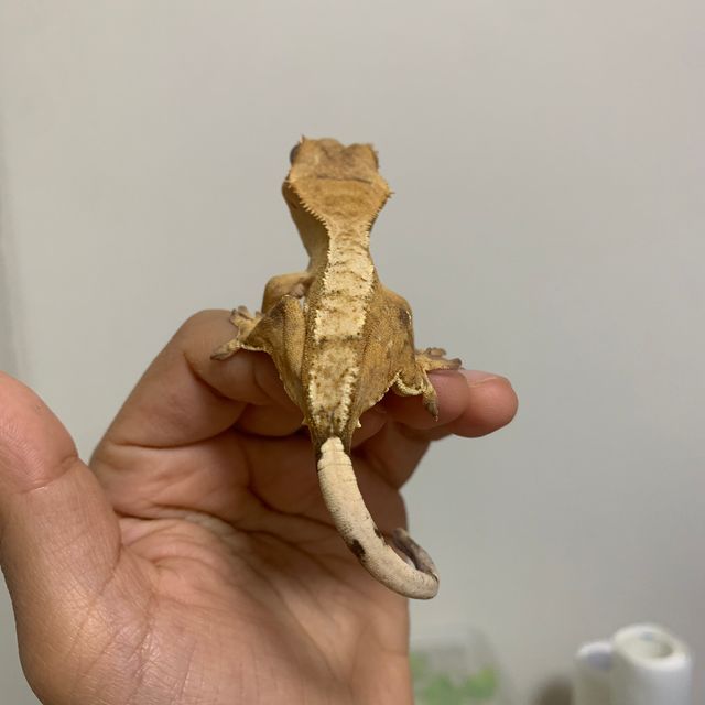 크림시클 크림 노멀