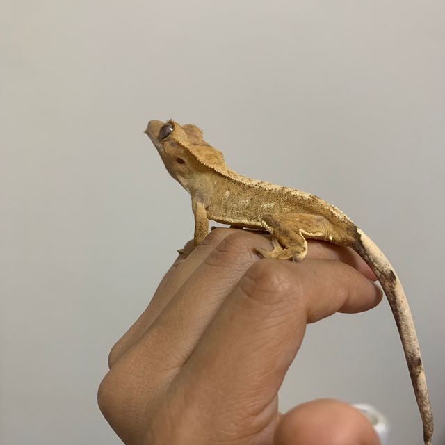 크림시클 크림 노멀