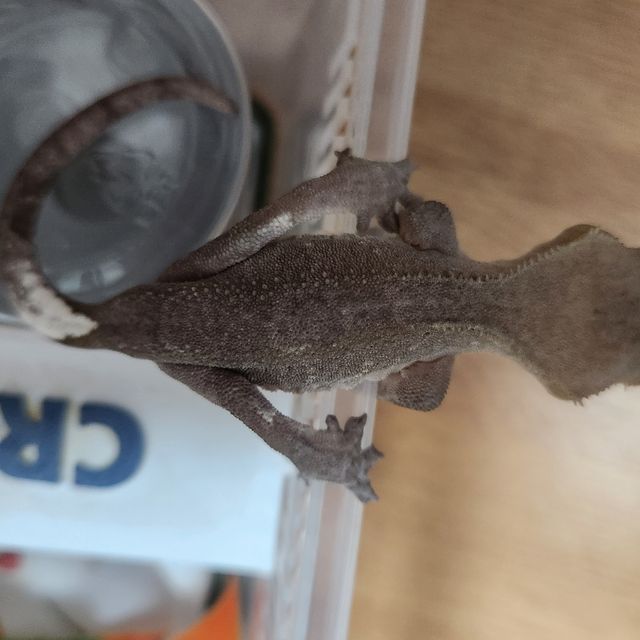 아잔틱