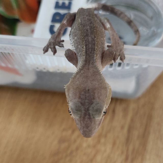 아잔틱