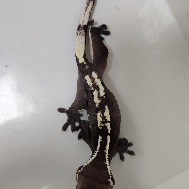 아잔틱