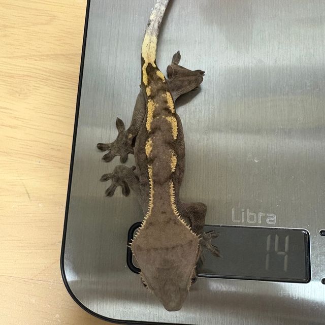 세이블 다크