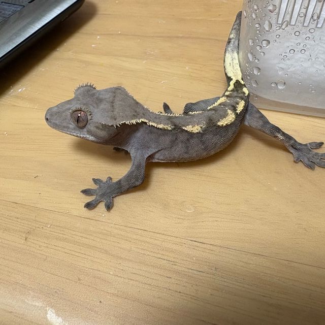 세이블 다크
