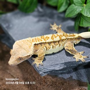 퍼티