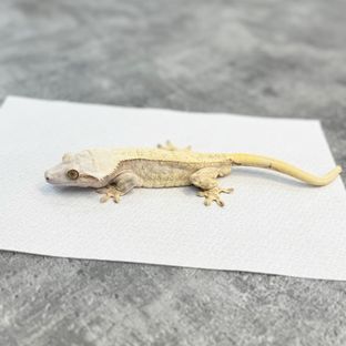 크림시클 크림 옐로우