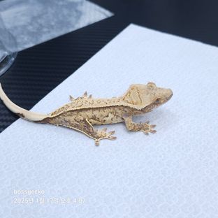 로사퍼티611