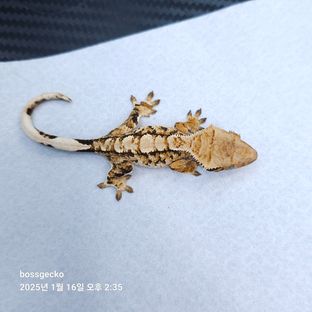 트라이 바브