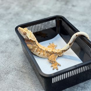 트라이 익스트림할리퀸