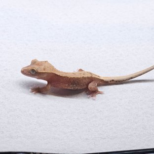 Pied Hypo
