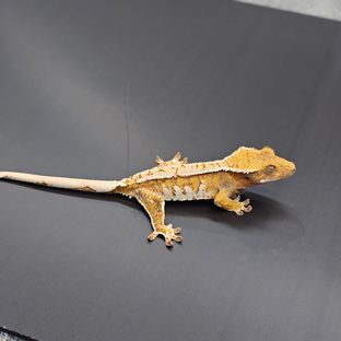 트라이