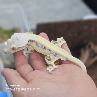 릴리화이트