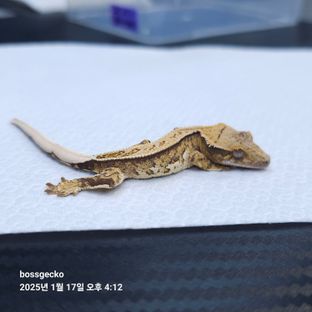 트라이
